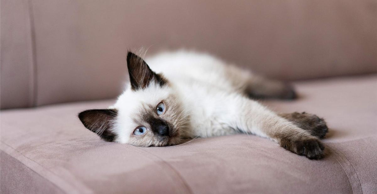 Tanda Kucing Merasa Sedih dan Tips Mengatasinya